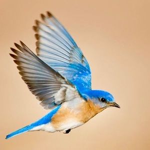 Meet your Posher, Charlie & astacianna